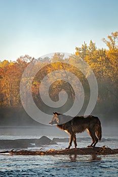 Black Phase Grey Wolf Canis lupus Stands in River Autumn photo