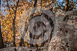 Black Phase Grey Wolf Canis lupus Stands on Rock Licking Nose