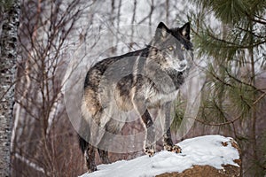 Black Phase Grey Wolf Canis lupus Stands on Rock Paw Up Winter