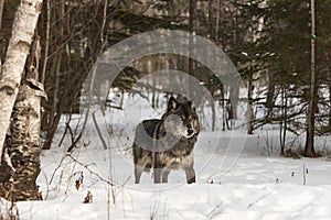 Black Phase Grey Wolf Canis lupus Stands Seemingly Knee Deep in Snow Winter