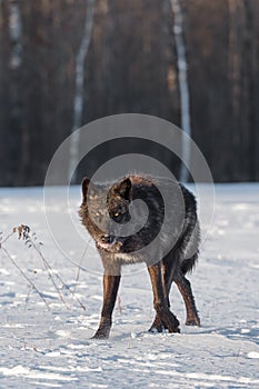 Black Phase Grey Wolf Canis lupus Stares Out Tongue Out