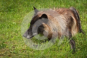 Black Phase Grey Wolf Canis lupus Stares to Left