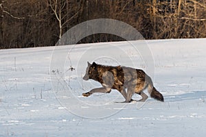 Black Phase Grey Wolf Canis lupus Starts Running Left