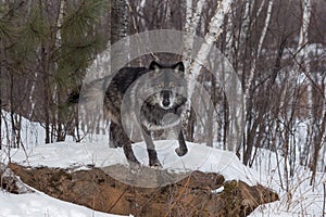 Black Phase Grey Wolf Canis lupus Starts to Jump Off Rock