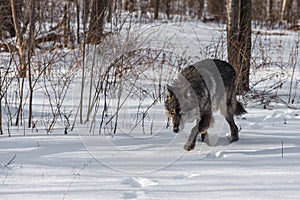 Black Phase Grey Wolf Canis lupus Steps Forward Out of Forest Winter