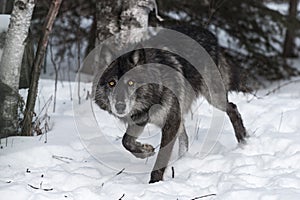 Black Phase Grey Wolf Canis lupus Steps Forward Staring Straight Out Winter