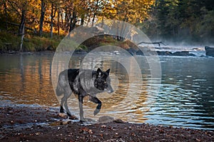 Black Phase Grey Wolf Canis lupus Steps Right on Shore