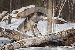 Black Phase Grey Wolf Canis lupus Straddles Logs Winter