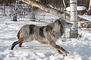 Black Phase Grey Wolf Canis lupus Stretches Out