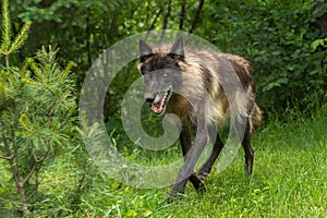 Black Phase Grey Wolf (Canis lupus) Trots Forward