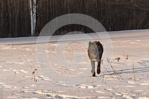 Black Phase Grey Wolf Canis lupus Trots Forward in Early Morning Light Winter
