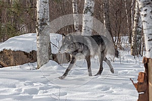 Black Phase Grey Wolf Canis lupus Trots Left