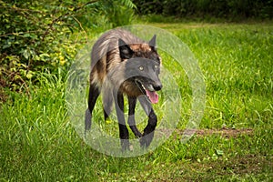 Black Phase Grey Wolf Canis lupus Trots Right