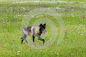 Black Phase Grey Wolf (Canis lupus) Trots Right Through Field