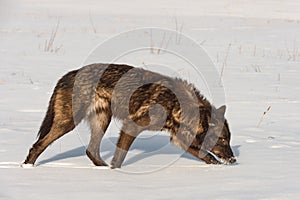 Black-Phase Grey Wolf Canis lupus Trots Right Through Field Winter