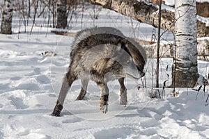 Black Phase Grey Wolf Canis lupus Turns Right