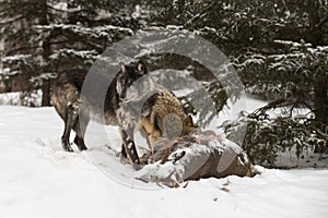 Black Phase Grey Wolf Canis lupus Turns from White-Tail Deer Carcass And Wolf Winter