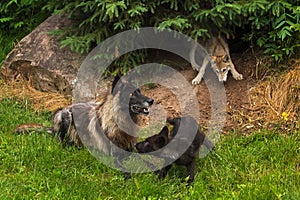 Black Phase Grey Wolf (Canis lupus) and Two Pups