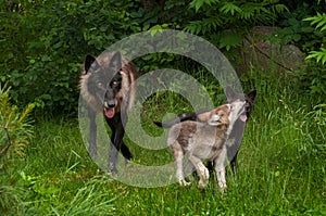 Black Phase Grey Wolf (Canis lupus) and Two Pups