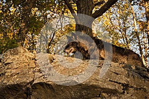 Black Phase Grey Wolf Canis lupus Walks Across Rock Above Autumn