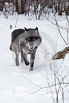 Black Phase Grey Wolf Canis lupus Walks Forward