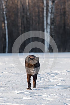 Black Phase Grey Wolf Canis lupus Walks Forward Through Snowy Field Winter