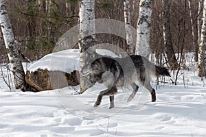 Black Phase Grey Wolf Canis lupus Walks Left Licking Nose