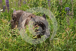 Black Phase Grey Wolf (Canis lupus) Walks Through Lupin Patch