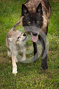 Black Phase Grey Wolf Canis lupus Walks With Pup