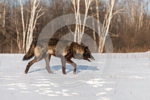 Black Phase Grey Wolf Canis lupus Walks Right Across Snowy Fie