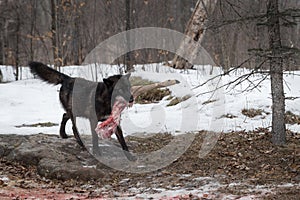 Black Phase Grey Wolf Canis lupus Walks Right With Deer Leg Winter