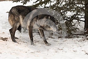 Black Phase Grey Wolf Canis lupus Walks Right Head Down Winter