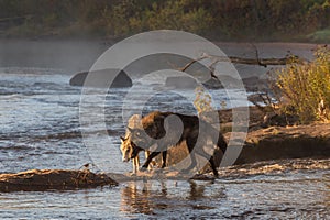 Black Phase Grey Wolf Canis lupus And Younger Wolf Walk Atop River Rapids Autumn