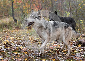 Black Phase and Grey Wolves (Canis lupus) Look Left Autumn