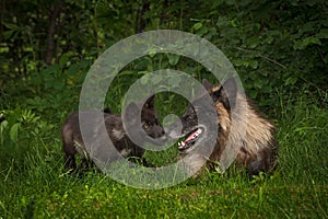 Black Phase Grey Wolves Canis lupus Nose to Nose