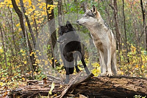 Black Phase and Grey Wolves (Canis lupus) Stand Atop Log Looking Left Autumn