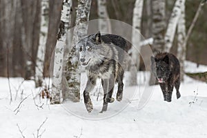 Black Phase Grey Wolves Canis lupus Trot Forward From Woods Winter