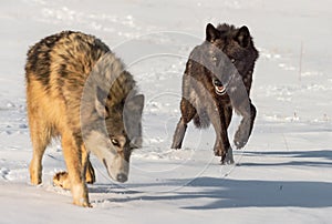 Black Phase Wolf Canis lupus and Grey Move Through Snowy Field Winter