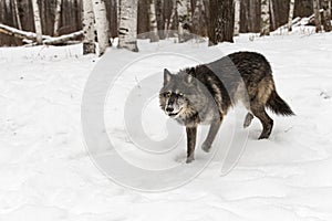 Black-Phase Wolf (Canis lupus) Looks Up While Stepping Through Snow Winter