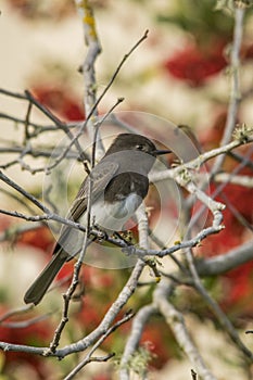 Black Phoebe