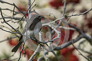 Black Phoebe