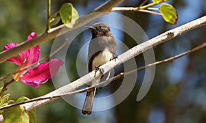 Black Phoebe in Orchid Tree