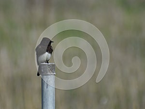 A black phoebe perched on a metal post