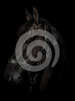 Black Photo of a horse