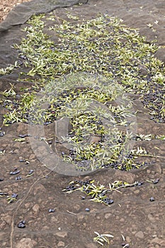Black picual olives in a harvest cloak