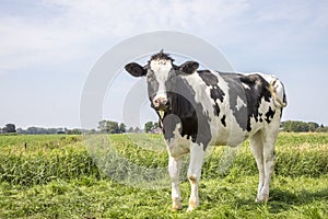 Black pied cow, friesian holstein, in the Netherlands, standing on a field at the background a blue sky