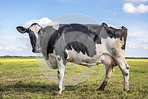 Black pied cow, friesian holstein, in the Netherlands, standing in a pasture and a blue sky