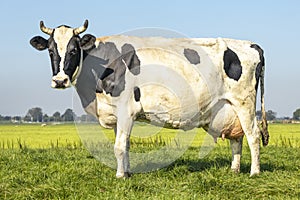 Black pied cow, her udder large and full and with horns in the pasture and a blue sky