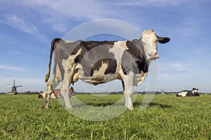 Black pied cow, standing on green grass in a landscape, a blue sky
