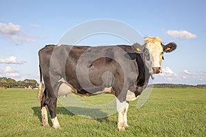 Black pied cow, standing on green grass in a meadow, in the Netherlands,  at the background a few cows, ear tags and a blue sky